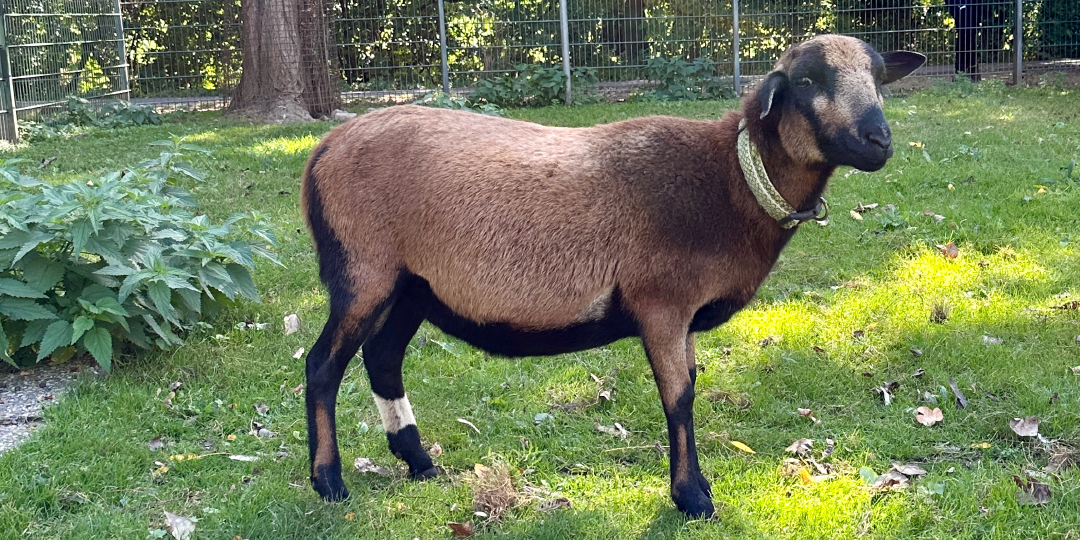 melli Zwergschaf Melli