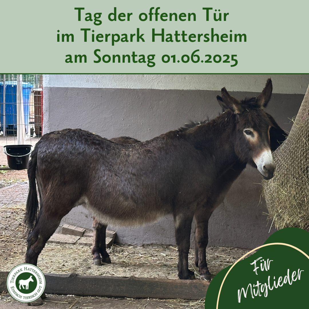 008-tag-offene-tuer